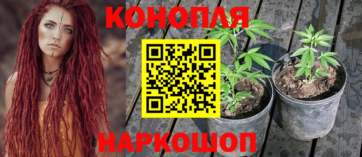 Бошки марихуана план Изобильный